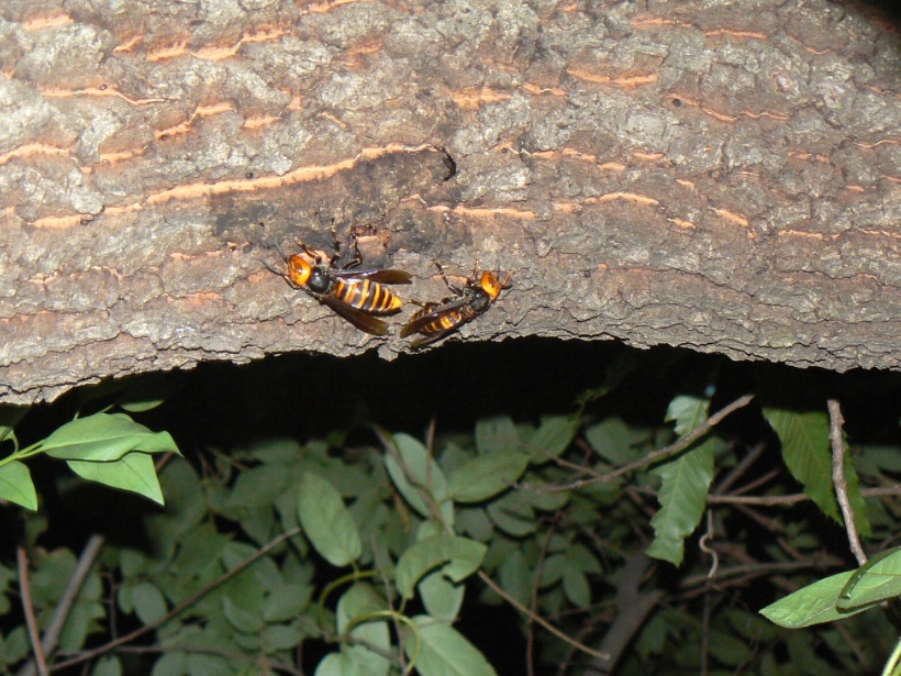 団地前のクヌギ_新たな樹液にオオスズメバチ 2021年5月15日19時25分頃 気温21度